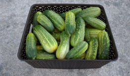 网红吃瓜爆料情报处,揭秘娱乐圈幕后真相，吃瓜群众齐围观